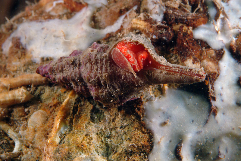 Fusinus rostratus